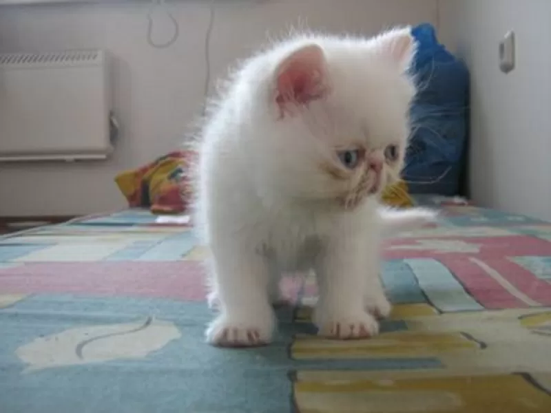 Котёнок (кошечка) белая экзотическая